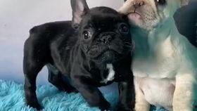 黑白双煞 吃瓜,揭秘吃瓜群众的狂欢盛宴