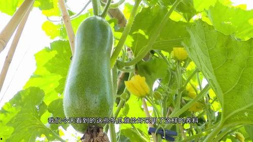 武穴亮哥吃瓜,揭秘网络红人背后的故事